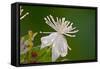 Flower-Gordon Semmens-Framed Stretched Canvas