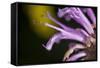 Flower-Gordon Semmens-Framed Stretched Canvas