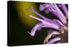 Flower-Gordon Semmens-Stretched Canvas