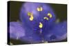 Flower-Gordon Semmens-Stretched Canvas