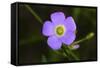 Flower-Gordon Semmens-Framed Stretched Canvas