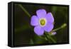 Flower-Gordon Semmens-Framed Stretched Canvas