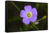 Flower-Gordon Semmens-Framed Stretched Canvas