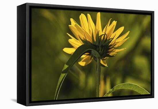 Flower-Gordon Semmens-Framed Stretched Canvas