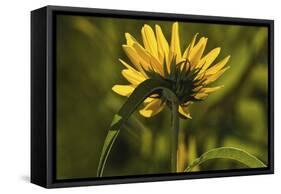 Flower-Gordon Semmens-Framed Stretched Canvas