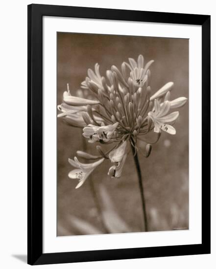 Flower-Monika Brand-Framed Photographic Print