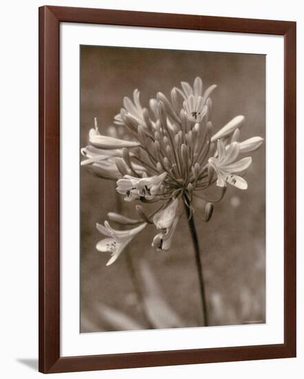 Flower-Monika Brand-Framed Photographic Print