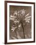 Flower-Monika Brand-Framed Photographic Print