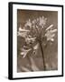 Flower-Monika Brand-Framed Photographic Print