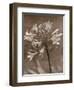 Flower-Monika Brand-Framed Photographic Print