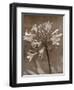 Flower-Monika Brand-Framed Photographic Print