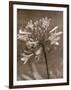 Flower-Monika Brand-Framed Photographic Print