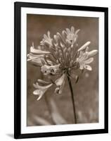 Flower-Monika Brand-Framed Photographic Print