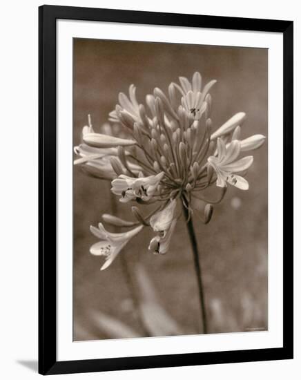 Flower-Monika Brand-Framed Photographic Print