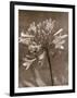 Flower-Monika Brand-Framed Photographic Print