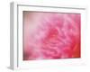 Flower-WizData-Framed Photographic Print