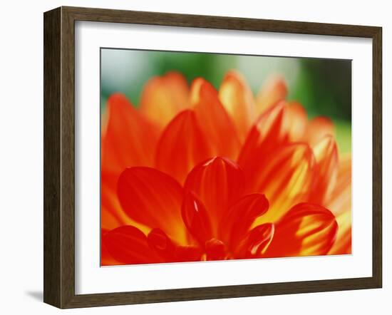 Flower-WizData-Framed Photographic Print