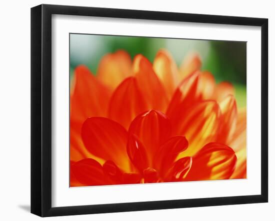 Flower-WizData-Framed Photographic Print