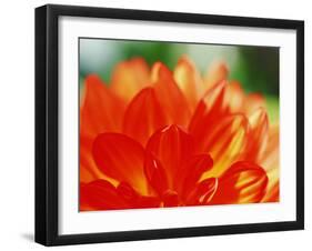 Flower-WizData-Framed Photographic Print