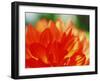 Flower-WizData-Framed Photographic Print