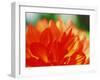 Flower-WizData-Framed Photographic Print