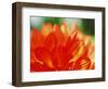 Flower-WizData-Framed Photographic Print