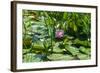 Flower-Fotomag-Framed Photographic Print