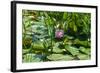 Flower-Fotomag-Framed Photographic Print