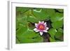 Flower-Fotomag-Framed Photographic Print