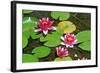 Flower-Fotomag-Framed Photographic Print