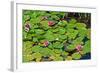 Flower-Fotomag-Framed Photographic Print