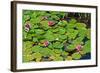 Flower-Fotomag-Framed Photographic Print