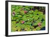 Flower-Fotomag-Framed Photographic Print