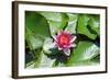 Flower-Fotomag-Framed Photographic Print