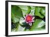 Flower-Fotomag-Framed Photographic Print