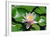 Flower-Fotomag-Framed Photographic Print