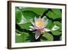 Flower-Fotomag-Framed Photographic Print