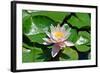 Flower-Fotomag-Framed Photographic Print