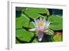 Flower-Fotomag-Framed Photographic Print