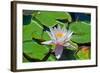 Flower-Fotomag-Framed Photographic Print