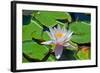 Flower-Fotomag-Framed Photographic Print