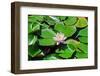 Flower-Fotomag-Framed Photographic Print