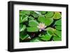 Flower-Fotomag-Framed Photographic Print