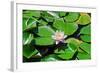 Flower-Fotomag-Framed Photographic Print