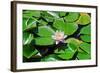 Flower-Fotomag-Framed Photographic Print