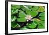 Flower-Fotomag-Framed Photographic Print