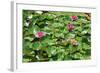 Flower-Fotomag-Framed Photographic Print