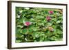 Flower-Fotomag-Framed Photographic Print