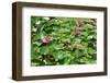 Flower-Fotomag-Framed Photographic Print