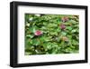 Flower-Fotomag-Framed Photographic Print